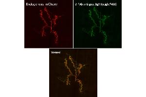 Immunofluorescence (IF) image for Chicken anti-Goat IgG antibody (DyLight 488) (ABIN7273064)
