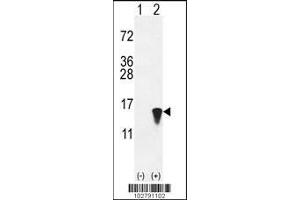 Western blot analysis of ISG15 using rabbit polyclonal hISG15-A46 using 293 cell lysates (2 ug/lane) either nontransfected (Lane 1) or transiently transfected with the ISG15 gene (Lane 2). (ISG15 anticorps  (N-Term))