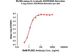 Adenosine A2a Receptor Protein (ADORA2A)