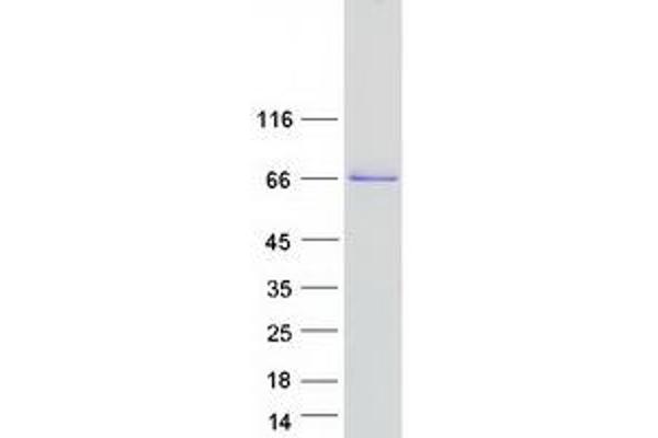 COL23A1 Protein (Myc-DYKDDDDK Tag)