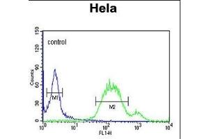 Flow Cytometry (FACS) image for anti-Wingless-Type MMTV Integration Site Family, Member 5A (WNT5A) (AA 185-213) antibody (ABIN651869)