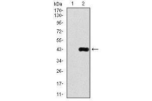 Image no. 2 for anti-delta-Like 4 (DLL4) antibody (ABIN1497856) (DLL4 anticorps)