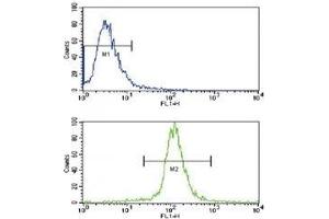 Flow cytometric analysis of NCI-H460 cells using anti-Caspase-3 antibody (bottom histogram) compared to a negative control cell (top histogram). (Caspase 3 anticorps  (AA 60-90))