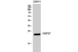Western Blotting (WB) image for anti-Heat Shock 27kDa Protein 1 (HSPB1) (Ser505) antibody (ABIN3175566) (HSP27 anticorps  (Ser505))