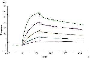 Surface Plasmon Resonance (SPR) image for IgG receptor FcRn (FcRn) (AA 22-297) protein (His tag) (ABIN7274677)