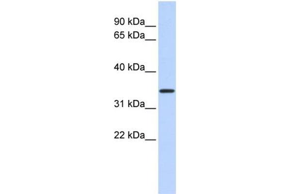 CCDC90A anticorps  (Middle Region)