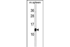 Western blot analysis in mouse spleen tissue lysates (35ug/lane). (PFDN1 anticorps  (C-Term))