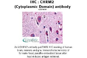 Image no. 1 for anti-Cholinergic Receptor, Muscarinic 2 (CHRM2) (3rd Cytoplasmic Domain) antibody (ABIN1733054) (Muscarinic Acetylcholine Receptor M2 anticorps  (3rd Cytoplasmic Domain))