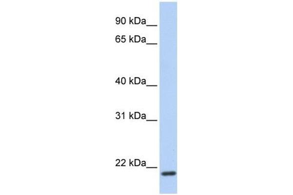 TMEM35 anticorps  (C-Term)