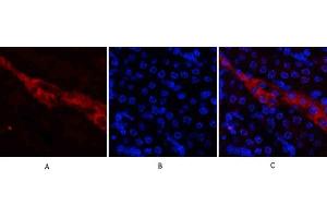 Immunofluorescence analysis of mouse kidney tissue. (CD81 anticorps  (Internal Region))