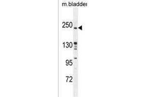 RICTOR Antibody (Center) (ABIN391386 and ABIN2841394) western blot analysis in mouse bladder tissue lysates (35 μg/lane). (RICTOR anticorps  (AA 805-835))