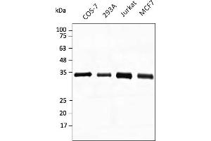 Western Blotting (WB) image for anti-Glyceraldehyde-3-Phosphate Dehydrogenase (GAPDH) (C-Term) antibody (DyLight 488) (ABIN7273056) (GAPDH anticorps  (C-Term) (DyLight 488))