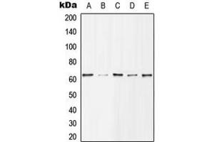 Western blot analysis of Histone Deacetylase 1 (pS421) expression in MCF7 EGF-treated (A), Jurkat (B), NIH3T3 (C), mouse spleen (D), H9C2 EGF-treated (E) whole cell lysates. (HDAC1 anticorps  (C-Term, pSer421))