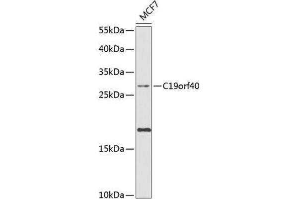FAAP24 anticorps  (AA 1-215)