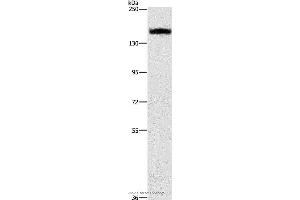 Western blot analysis of A431 cell, using ITGA2 Polyclonal Antibody at dilution of 1:300 (ITGA2 anticorps)