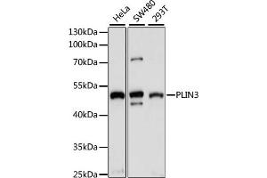 Western blot analysis of extracts of various cell lines, using PLIN3 antibody (ABIN7269221) at 1:1000 dilution. (PLIN3 anticorps  (AA 135-434))