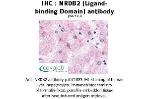 Image no. 1 for anti-Nuclear Receptor Subfamily 0, Group B, Member 2 (NR0B2) antibody (ABIN1737494) (NR0B2 anticorps)