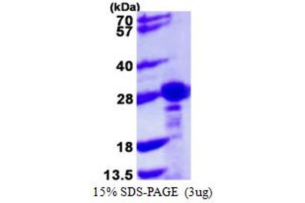 CBX1 Protein (AA 1-185) (His tag)