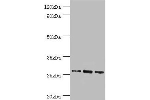 Azurocidin anticorps  (AA 27-251)