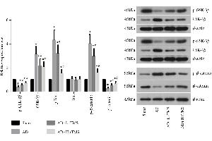 Western Blotting (WB) image for anti-Actin, beta (ACTB) (AA 1-25) antibody (ABIN4906581)