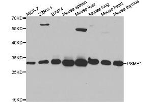 Western blot analysis of extracts of various cell lines, using PSME1 antibody. (PSME1 anticorps)