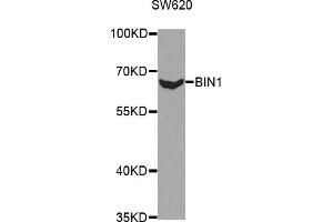 Western blot analysis of extracts of SW620 cells, using BIN1 antibody. (BIN1 anticorps)