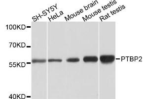 Western blot analysis of extracts of various cell lines, using PTBP2 antibody (ABIN5973595) at 1/1000 dilution. (PTBP2 anticorps)