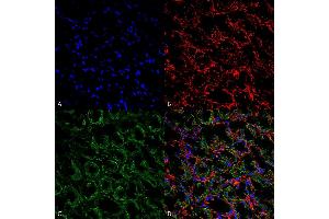 Immunohistochemistry analysis using Rabbit Anti-ENaC Polyclonal Antibody (ABIN2486334). (SCNN1A anticorps  (AA 46-68) (Atto 488))