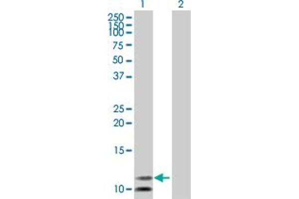 PCBD2 anticorps  (AA 1-129)