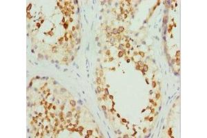 Immunohistochemistry of paraffin-embedded human testis tissue using ABIN7167743 at dilution of 1:100 (RCN2 anticorps  (AA 23-180))