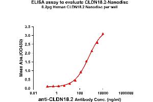 Elisa plates were added with Flag Tag C. (CLDN18.2 Protéine)