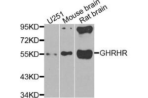 Western blot analysis of extracts of various cells, using GHRHR antibody. (GHRHR anticorps)