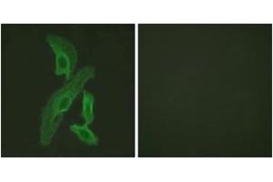 Immunofluorescence (IF) image for anti-BCL2-Like 1 (BCL2L1) (AA 13-62) antibody (ABIN2888760) (BCL2L1 anticorps  (AA 13-62))