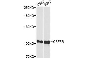 Western blot analysis of extracts of various cell lines, using CSF3R antibody. (CSF3R anticorps)