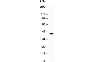 Western blot testing of PD-L1 antibody and recombinant human protein (0. (PD-L1 anticorps  (AA 45-290))
