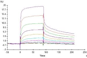 Surface Plasmon Resonance (SPR) image for IgG receptor FcRn (FcRn) (AA 24-297) protein (His tag) (ABIN7274676)