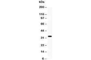 Western blot testing of PD-L1 antibody and HEPG2 lysate. (PD-L1 anticorps  (AA 45-290))