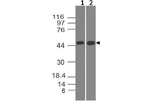 Image no. 1 for anti-STE20-Related Kinase Adaptor alpha (STRADA) (AA 200-410) antibody (ABIN5027549) (STRADA anticorps  (AA 200-410))