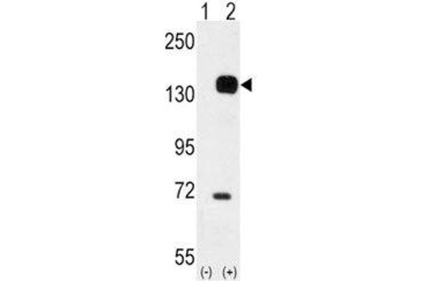 TEK anticorps  (AA 758-789)