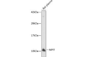 Western blot analysis of extracts of Rat plasma, using NPFF antibody  at 1:500 dilution. (Neuropeptide FF anticorps  (AA 34-113))