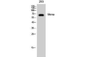 Western Blotting (WB) image for anti-Enabled Homolog (ENAH) (C-Term) antibody (ABIN3175988) (ENAH anticorps  (C-Term))