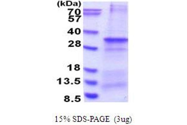 CNPY4 Protein (AA 22-248) (His tag)