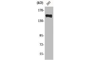 Western Blot analysis of 293 cells using Phospho-PLC γ1 (Y783) Polyclonal Antibody (Phospholipase C gamma 1 anticorps  (pTyr753))