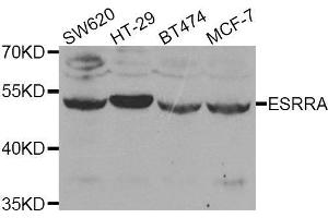 Western blot analysis of extracts of various cell lines, using ESRRA antibody. (ESRRA anticorps  (AA 1-423))