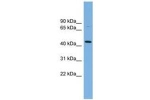 Image no. 1 for anti-Poliovirus Receptor-Related 2 (Herpesvirus Entry Mediator B) (PVRL2) (C-Term) antibody (ABIN6743461) (PVRL2 anticorps  (C-Term))