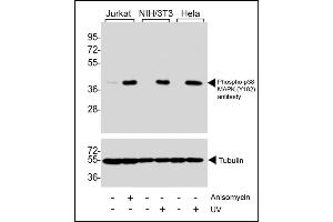 Western blot analysis of extracts from Jurkat cells, untreated or treated with anisomycin (25 μg/mL), NIH/3T3 and Hela cells, untreated or treated with UV (30 minutes), using Phospho-p38 PK  antibody (upper) or Tubulin (lower). (MAPK14 anticorps  (pTyr182))