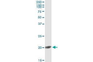 Immunoprecipitation (IP) image for anti-Fibroblast Growth Factor 1 (Acidic) (FGF1) (AA 46-155) antibody (ABIN515608)