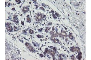 Immunohistochemistry (IHC) image for anti-Amyloid beta (A4) Precursor Protein (APP) antibody (ABIN1496881) (APP anticorps)