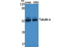 Western Blotting (WB) image for anti-alpha Tubulin (TUBA1) (C-Term) antibody (ABIN3187618) (alpha Tubulin anticorps  (C-Term))