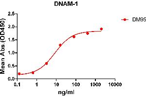 ELISA plate pre-coated by 2 μg/mL (100 μL/well) Human DNAM-1 protein, mFc-His tagged protein ABIN6961117, ABIN7042263 and ABIN7042264 can bind Rabbit anti-DNAM-1 monoclonal antibody (clone: DM95) in a linear range of 0. (CD226 anticorps  (AA 19-247))